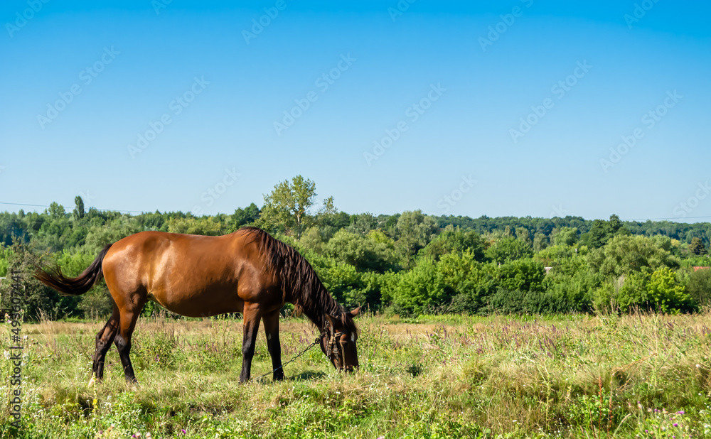 Beautiful wild brown horse stallion on summer flower meadow Beautiful wild brown horse stallion on summer flower meadow