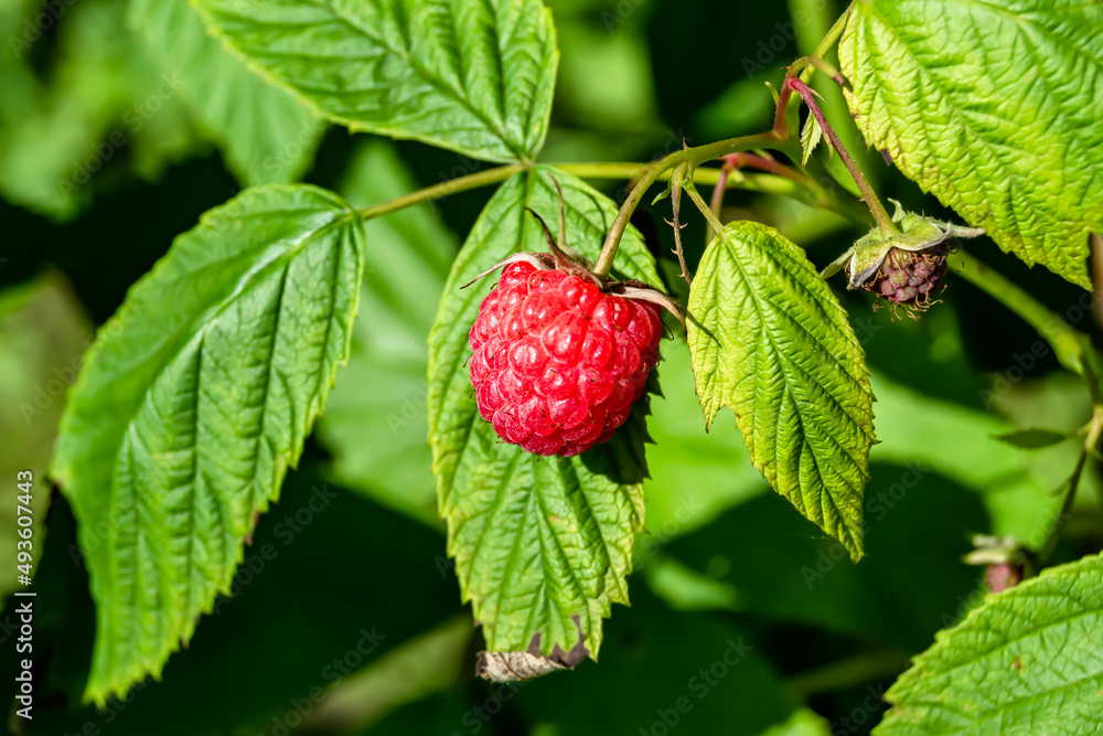 Photography for whole ripe berry red raspberry Photography for whole ripe berry red raspberry
