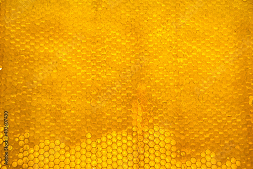 Wallpaper Mural Honeycomb from bee hive filled with golden honey Torontodigital.ca