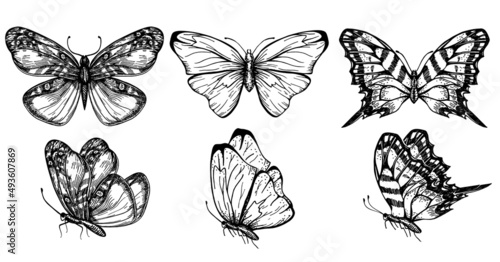 Butterfly set. Collection of insect sketches for design and scrapbooking. Contour butterflies. Collection of Drawings butterfly