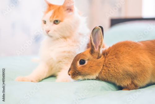Cat and decorative rabbit playing together. Happy red pets. Red cat and bunny.