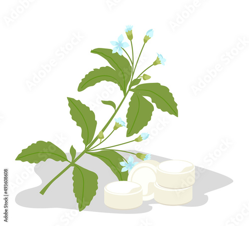 Stevia plant vector illustration. Stevia sweetener sugar substitute isolated on white background. Healthy sugar alternative plant. Medical herbs in cartoon flat style. Vector dietary product set