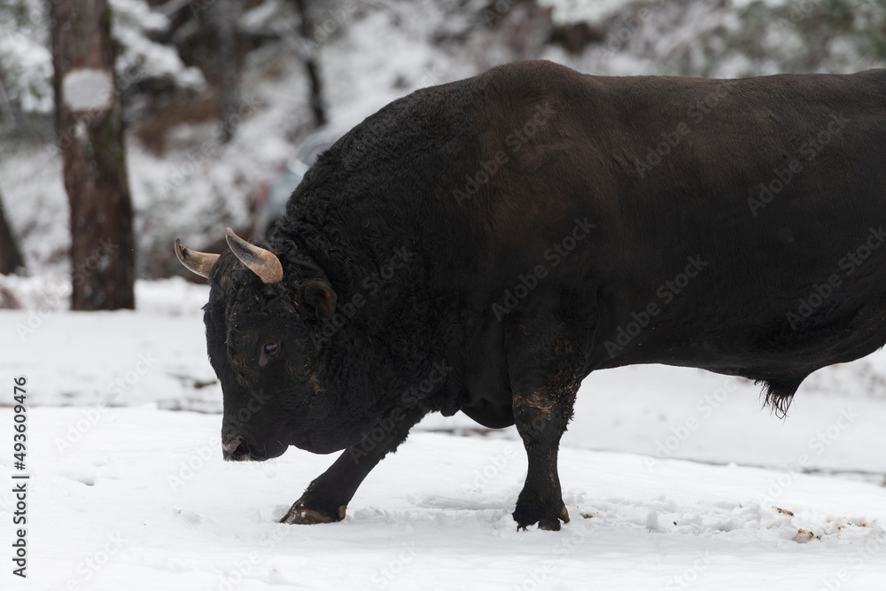 A big black bull in the snow training to fight in the arena. Bullfighting concept. Selective focus A big black bull in the snow training to fight in the arena. Bullfighting concept. Selective focus