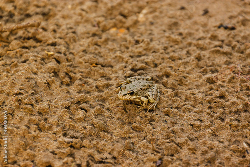 Astrakhan frog on the background of loose sand in hot summer in August sits on the bank of the river after the rain