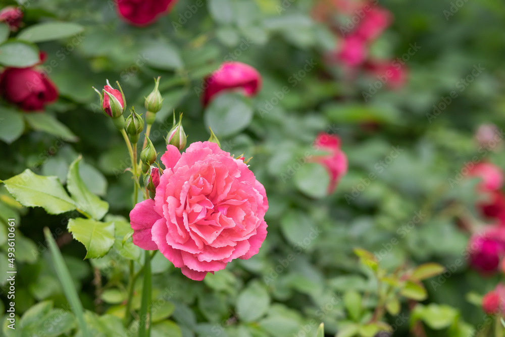 Close up of tender pink roses bush, blooming flowers and closed buds in a concrete pot on a sunny day. Wood texture plank on the back. blossom of pink roses on the alley of the city park Close up of tender pink roses bush, blooming flowers and closed buds in a concrete pot on a sunny day. Wood texture plank on the back. blossom of pink roses on the alley of the city park