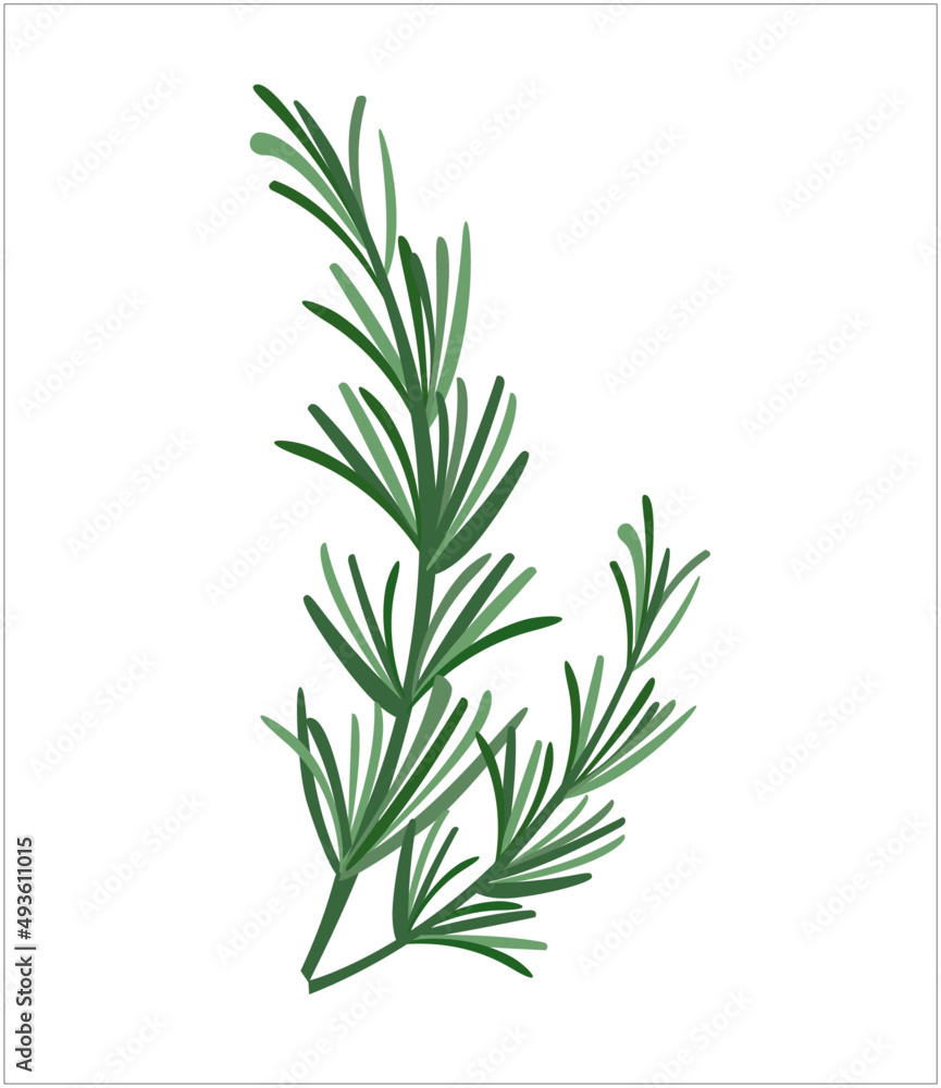 Fragrant evergreen springs of rosemary. Fragrant evergreen springs of rosemary.