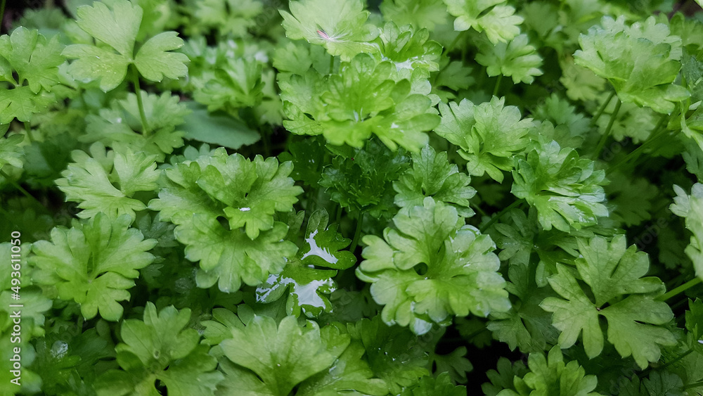background of parsley leaves . summer spicy herbs background of parsley leaves . summer spicy herbs