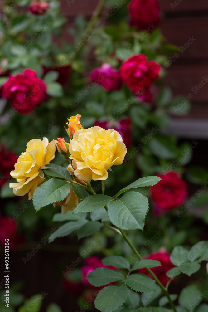 Close up of tender yellow roses bush, blooming flowers and closed buds in a concrete pot on a sunny day. Wood texture plank on the back. blossom of colorful roses on the alley of the city park Close up of tender yellow roses bush, blooming flowers and closed buds in a concrete pot on a sunny day. Wood texture plank on the back. blossom of colorful roses on the alley of the city park