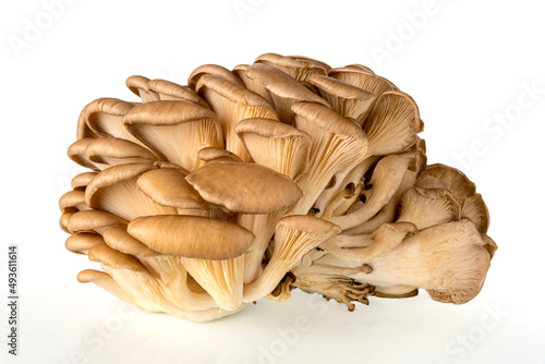 Oyster mushrooms - Pleurotus ostreatus isolated on white background, clipping path