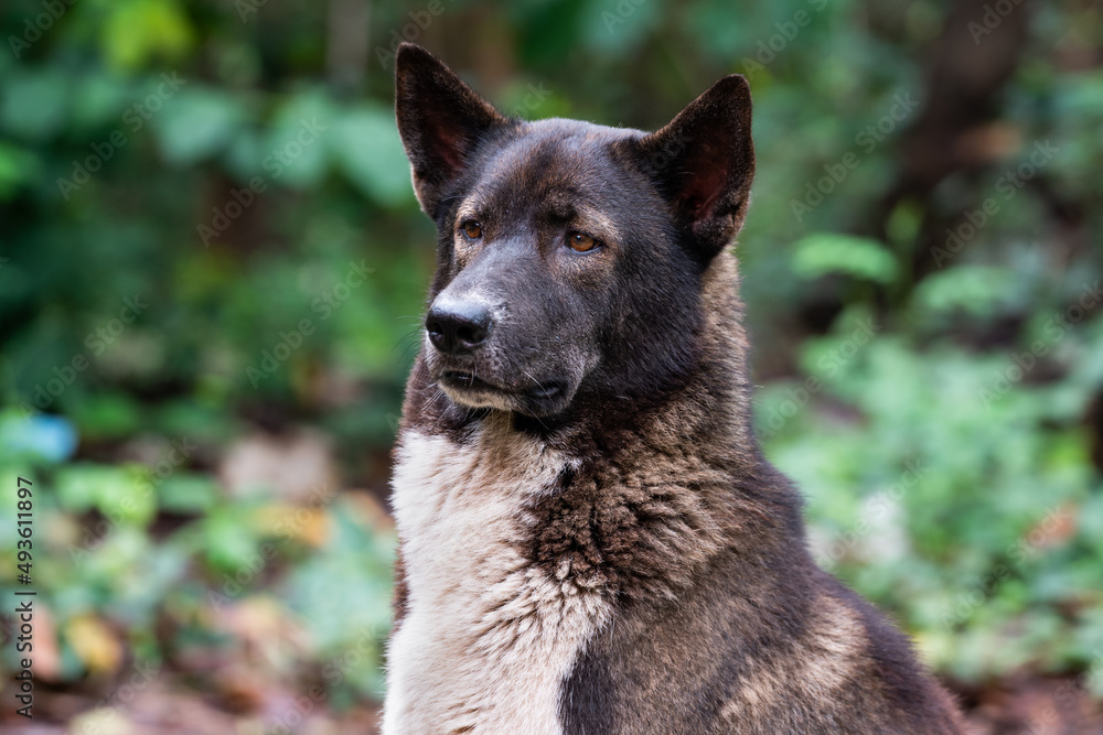 portrait semi Siberian Husky looking to the left. portrait semi Siberian Husky looking to the left.