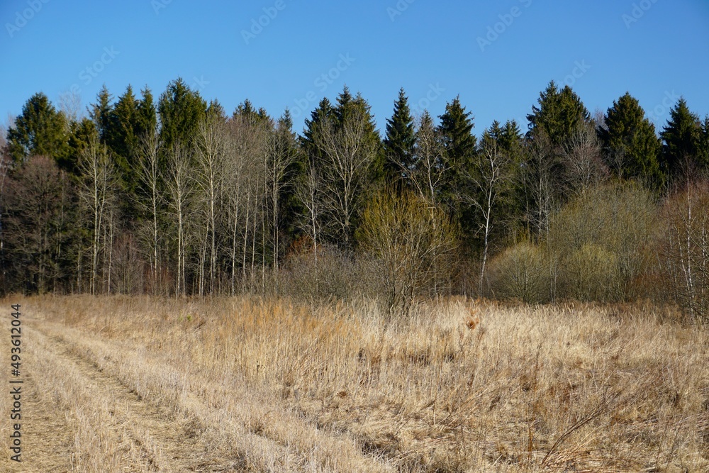 Spring landscape. Blue sky. Field at the edge of the forest. last year's grass. Spring landscape. Blue sky. Field at the edge of the forest. last year's grass.