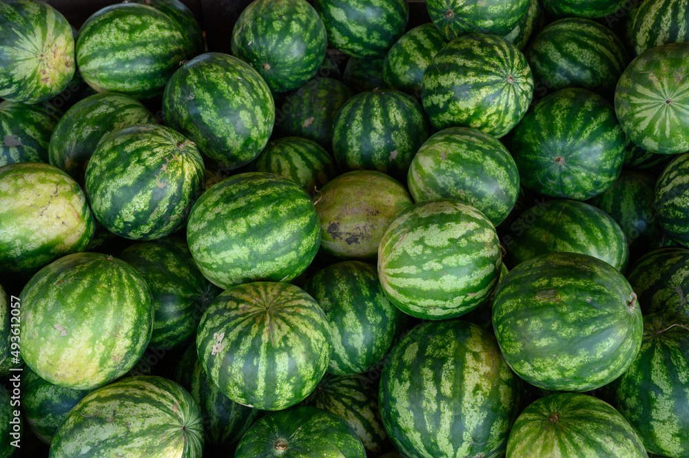Big Striped watermelons in the watermelons greenhouse Big Striped watermelons in the watermelons greenhouse