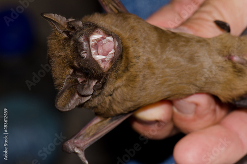 Greater noctule bat Nyctalus lasiopterus captured for study. San Bartolome de Tirajana. Gran Canaria. Canary Islands. Spain. photo