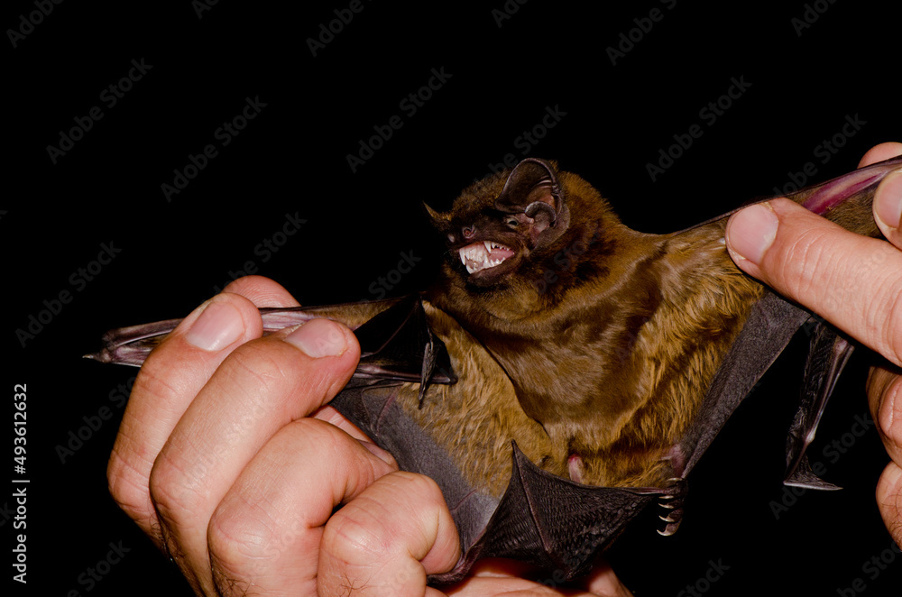 Greater noctule bat Nyctalus lasiopterus captured for study. San Bartolome de Tirajana. Gran Canaria. Canary Islands. Spain.