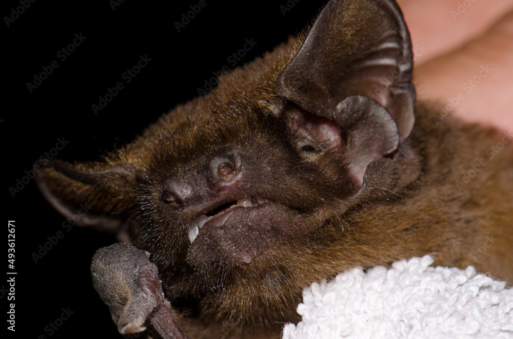 Head of greater noctule bat Nyctalus lasiopterus captured for study. San  Bartolome de Tirajana. Gran Canaria. Canary Islands. Spain. Stock Photo |  Adobe Stock