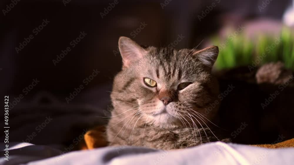 A happy tabby cat of the breed British shorthair chocolate spot lies on the couch, licks its lips and squints in the bright spring sun A happy tabby cat of the breed British shorthair chocolate spot lies on the couch, licks its lips and squints in the bright spring sun