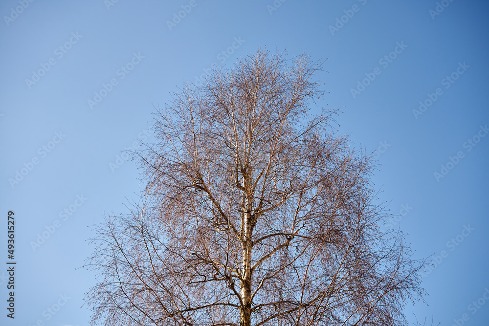 drzewo na tle nieba ,brzoza, salix sepulcralis drzewo na tle nieba ,brzoza, salix sepulcralis