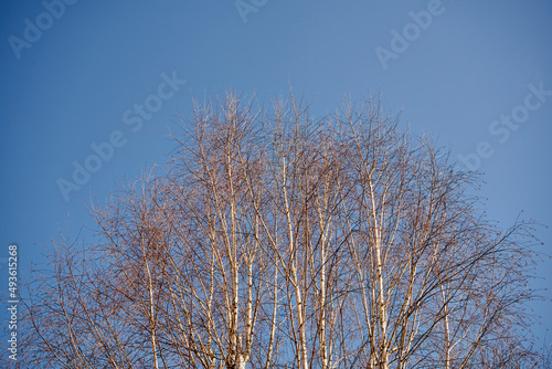 Fototapeta Naklejka Na Ścianę i Meble -  drzewo na tle nieba ,brzoza, salix sepulcralis