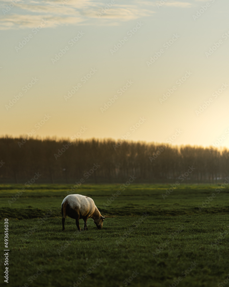 Fototapeta premium Sheep in a Dutch field at sunrise