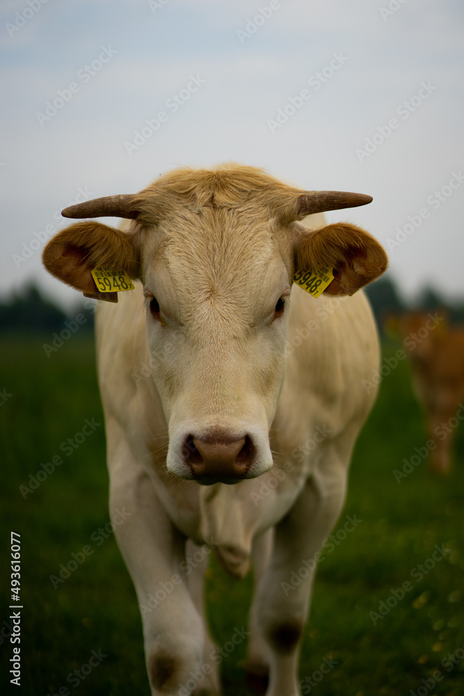 Cow in beautiful Dutch field