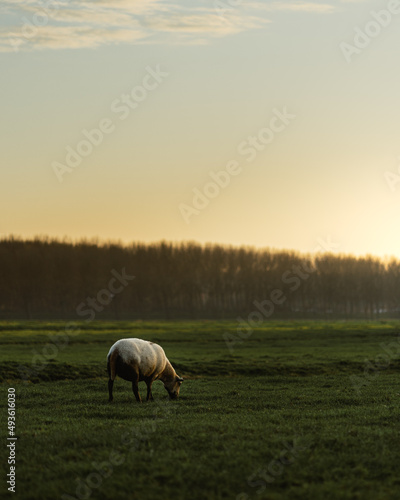 Sheep in a Dutch field at sunrise
