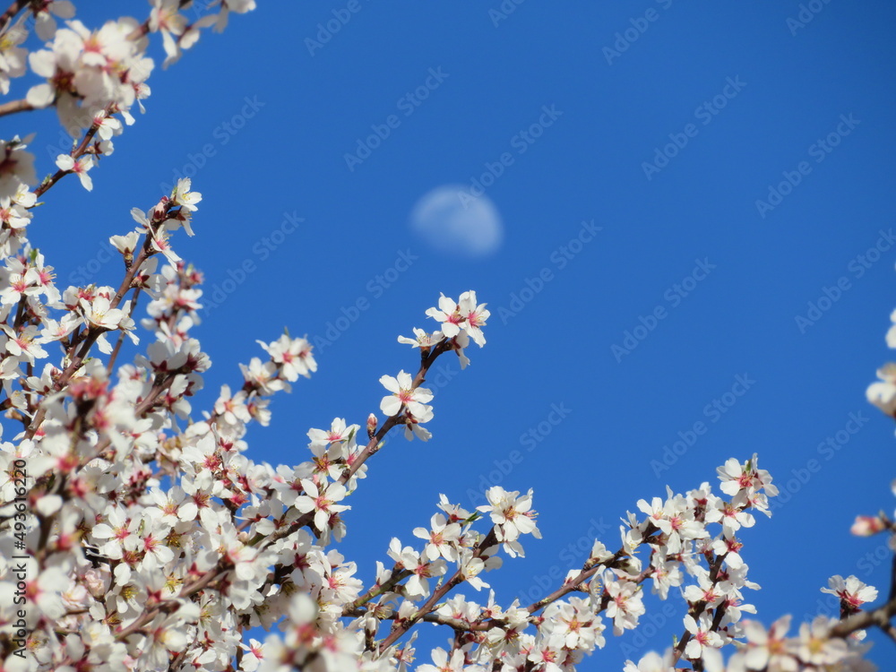 beautiful natural flowers aromatic spring romanticism gift beautiful natural flowers aromatic spring romanticism gift