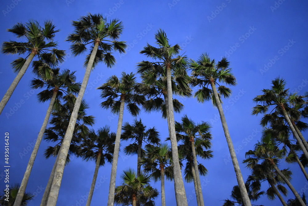 群青色の空にそびえ立つ椰子の木
