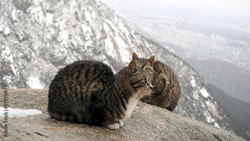 A spotted cat sitting cross-legged on a rock, snow falling in March, and a thinking cat. © 정의 박