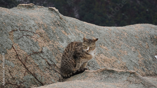 A spotted cat sitting on a foggy mountain cliff.Snow, cold, hunger, sadness. © 정의 박