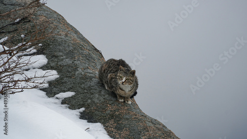 A spotted cat sitting on a foggy mountain cliff.Snow, cold, hunger, sadness.