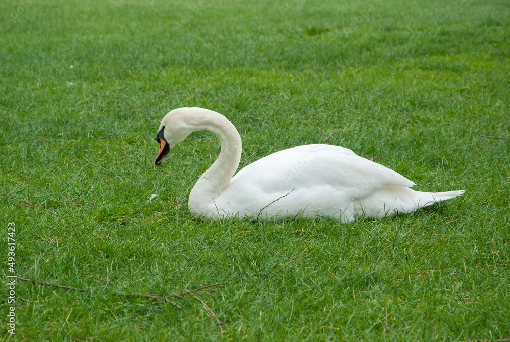 White swan lying on green grass meadow White swan lying on green grass meadow