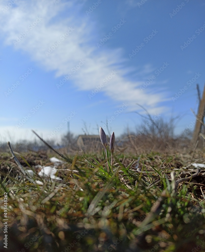 Obraz premium Весна