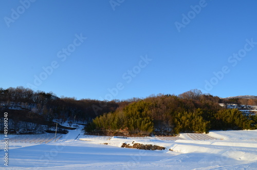 Fototapeta Naklejka Na Ścianę i Meble -  日本の冬の田舎風景