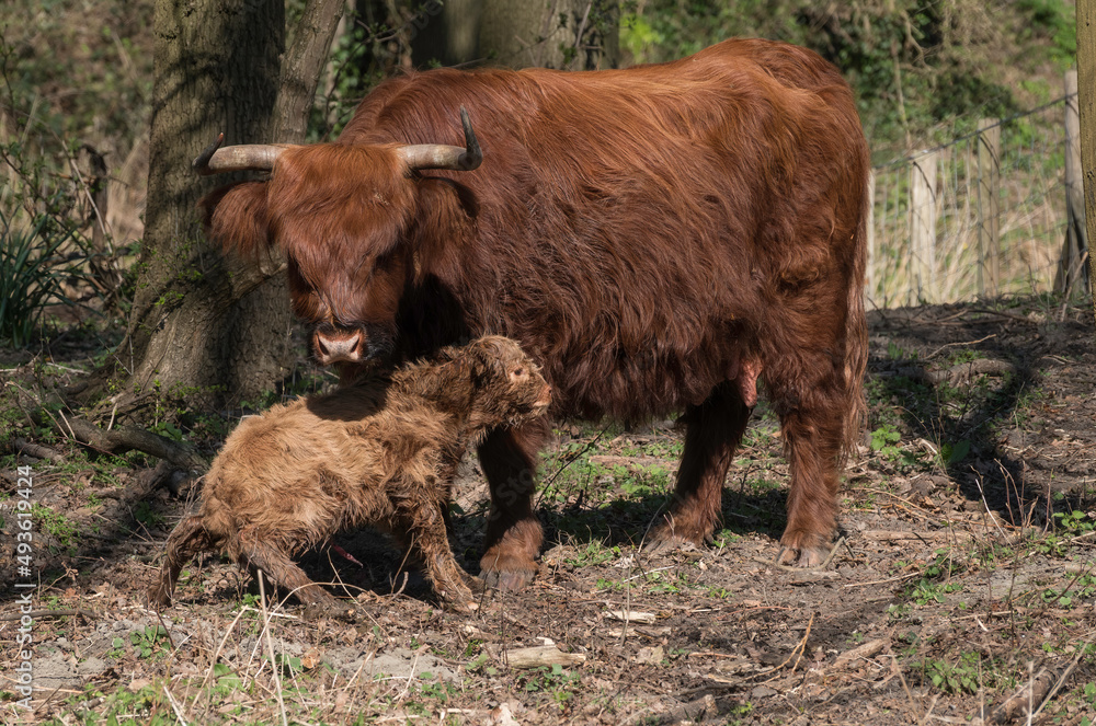 a very young newborn calf of a Scottish highlander,