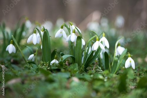 Close up of snowdrop flowers blooming in sunny spring day in the forest - selective focus, copy space © diyanadimitrova