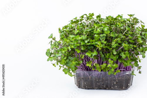 Microgreens of red cabbage grow in a pot, useful greens for salad. Microgreens are grown at home