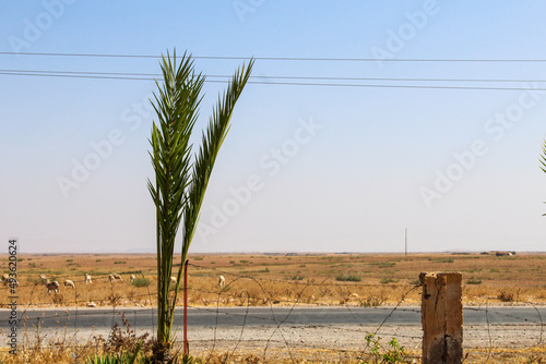 fence in the field