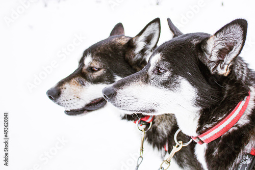 border collie dog