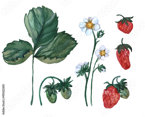 Fototapeta Naklejka Na Ścianę i Meble -  Watercolor illustrations with various berries on a white background: strawberries, flowers and leaves