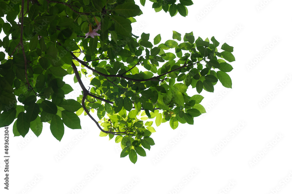 Green tree branch isolated on white background Green tree branch isolated on white background