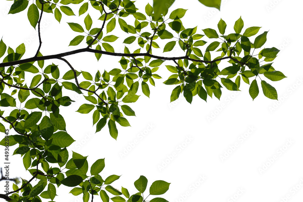 Fototapeta premium Green tree branch isolated on white background
