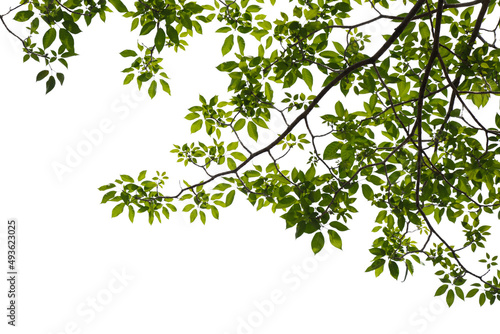 Green tree branch isolated on white background