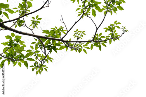 Fototapete Green tree branch isolated on white background