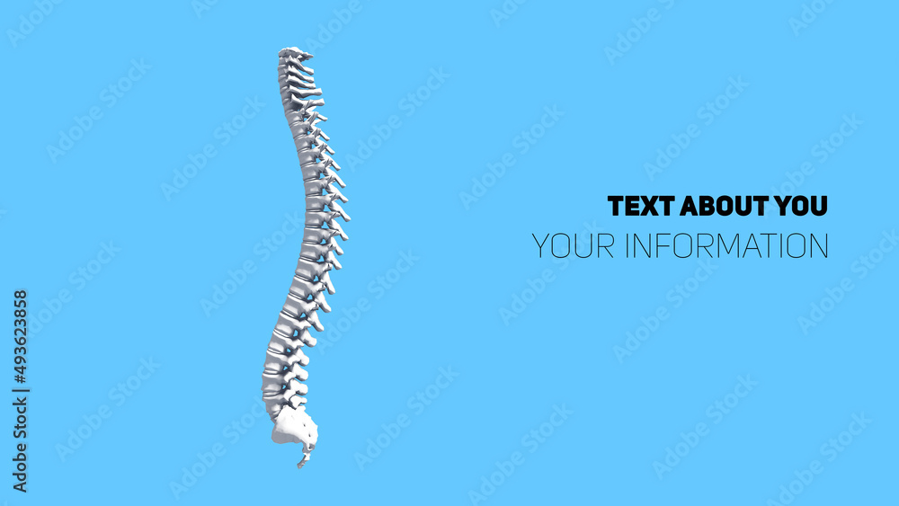 Three-dimensional model of the white human spine on a blue background. 3D rendering Three-dimensional model of the white human spine on a blue background. 3D rendering