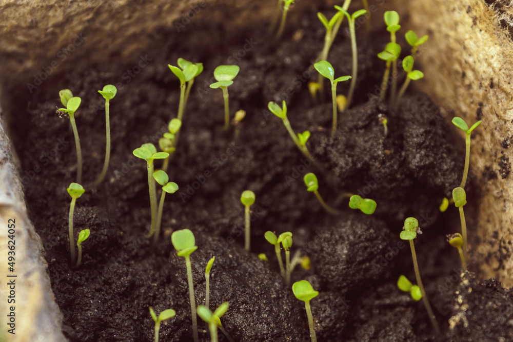 A group of young green shoots in a black winter in a paper container stretches toward the sun A group of young green shoots in a black winter in a paper container stretches toward the sun