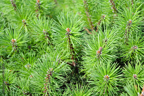 Evergreen coniferous shrub, mountain pine. Pinus mugo Pumilio. Photo for the catalog of plants of the garden center or plant nursery. Sale of green space. Close-up.  photo