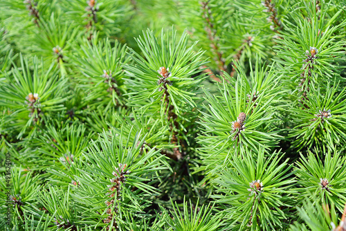 Evergreen coniferous shrub, mountain pine. Pinus mugo Pumilio. Photo for the catalog of plants of the garden center or plant nursery. Sale of green space. Close-up. 