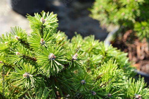 Evergreen coniferous shrub, mountain pine. Pinus mugo Pumilio. Photo for the catalog of plants of the garden center or plant nursery. Sale of green space. Close-up. 