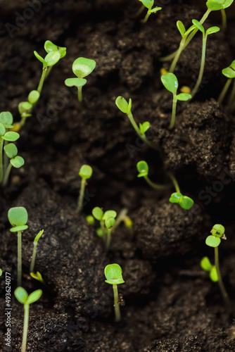 A group of young green shoots in a black winter in a paper container stretches toward the sun