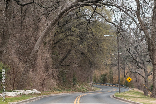Winding road under arched tree